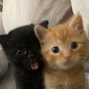 Alecsandro Schopf Auer Junior