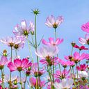 helena carrasco esperabé