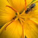 Oreoluwakiitan Shittu