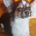 liusijajelisejevaleo