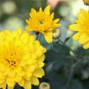 elena Escobar Puerta