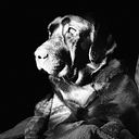 Santiago Crespo Caurin