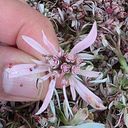 Carmen Julia Figueredo Urbina