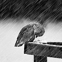 yusuf_10