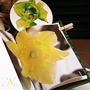 Flores. Design project by marttas_design - 03.10.2010