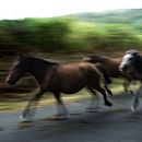 Hum and beast. Photograph project by xose quiroga - 06.13.2010