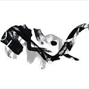 ANIMALS Ein Projekt aus dem Bereich Traditionelle Illustration von Ester Colomina - 20.11.2011