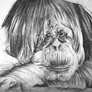 Orangután  . Un projet de Design  et Illustration traditionnelle de Jean Merlano - 22.03.2012
