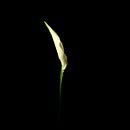 La parte por el todo. Abstracción Floral. Un progetto di Fotografia di Eva Amorós - 16.09.2012