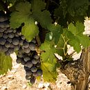 Cherubino Valsangiacomo . % Branding Local tarafından hazırlanan Tasarım projesi - 11.16.2012