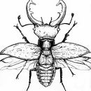 Beetle. Un proyecto de Ilustración tradicional de Ana Marín - 28.11.2013