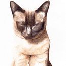 Animales ilustrados. Un projet de Beaux Arts et Illustration traditionnelle de Alicia Diego - 26.03.2013