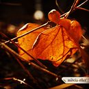 Fotografía de naturaleza. Un projet de Photographie de mireia oller - 21.04.2014