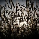 Sonia Morcuende. Un projet de Photographie de jose carlos caballero - 18.05.2014