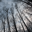 La fageda d'en Jordà . % Estel Aubert Batlle tarafından hazırlanan Fotoğrafçılık projesi - 07.02.2014