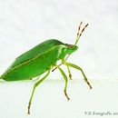 AVES-MAMÍFEROS-INSECTOS/REPTILES. Un proyecto de Fotografía de Vasil Sisua - 03.07.2014
