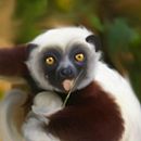lemur. Un projet de Beaux Arts , et Design graphique de papa papa - 02.09.2014