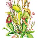 CARNIVOROUS' WORLD. Fine Arts, and Traditional illustration project by Carmen García Gómez-Larios - 06.29.2012