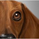 dog Ein Projekt aus dem Bereich Bildende Künste, Kunstleitung, Design und Traditionelle Illustration von Natasha Luis De La Cueva - 05.03.2014