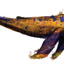 ballena oxidada. Un proyecto de Ilustración tradicional de Fran Villano Sánchez - 15.10.2014