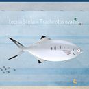 Pompano - Trachinotus ovatus. Projekt z dziedziny  Manager art, st, czn, Trad, c i jna ilustracja użytkownika Alessandro Donelli - 15.01.2015