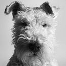 Retrato Fox Terrier (Golfo). Fotografia projeto de untipoconh - 14.02.2015