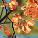 Autumn Leaves study. Een project van  Ontwerp, Traditionele illustratie y Schilderij van Marta Llumbart Jambert - 15.10.2015