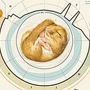 Hazel Dormouse - Muscardinus avellanarius. Traditional illustration project by Clara Prieto - 05.13.2015