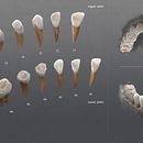 3D Visualizacion de dientes - Ilustración high poly. 3D, Fine Arts, and Education project by Alfonso Montón - 05.27.2015