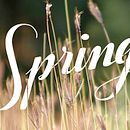 Spring. Calligraph, and Traditional illustration project by marta B. - 03.22.2014