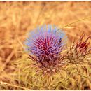Natura . % Merit Roses tarafından hazırlanan Fotoğrafçılık projesi - 09.28.2013
