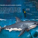 El tiburón blanco jamás filmado. Un projet de Design  et Illustration traditionnelle de Carlos Aspas - 28.08.2015