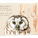 Bestiario Perenaico (aves del Pirineo) Ein Projekt aus dem Bereich Traditionelle Illustration von Clara Cerviño Becerro - 19.10.2013