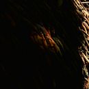 Detalles Naturales Ein Projekt aus dem Bereich Fotografie von lesley_nimbe - 21.10.2015