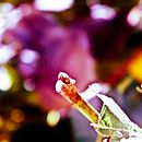 La naturaleza del desorden. Een project van Fotografie van Aurora Iveth Valadez Giner - 17.01.2016