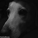 Mascotas. Un progetto di Belle arti e Fotografia di Marcos Itulain - 12.02.2016