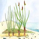 Platja deserta. Een project van Traditionele illustratie van Sandra Uve - 23.03.2016