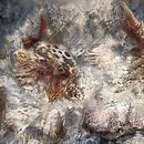 Hasta la más sublime extenuación - 2016. Un projet de Beaux Arts, Design graphique , et Peinture de Chicote CFC - "Simbiosismo / Symbiotic Art - 18.04.2016