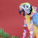 (a)phònica spot '15. Film, Video, and TV project by Júlia de Balle - 05.31.2015