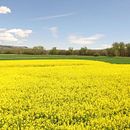 Los colores del Trigo - Drone - Segrià - Sagarra - Barcelona - Dortoka. Un projet de Photographie , et Vidéo de DORTOKA disseny S.L. - 02.05.2016