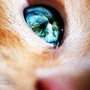 ANIMALINES. Photograph project by Naira Pascual de Castro - 05.10.2016