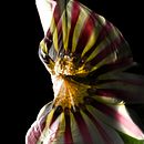El jardín de L. Fuller Ein Projekt aus dem Bereich Fotografie von Lorena Dos Santos Cuevas - 16.05.2016