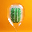 Cactus. 3D, Art Direction, Design, and Graphic Design project by Blas Oliet López - 05.17.2016