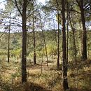 Dispongo de terreno en Sierra Calderona. Busco alguien interesado en hacer hotel paisaje o algún proyecto relacionado que sea emprendedor. . Arquitetura projeto de Raquel - 21.05.2016