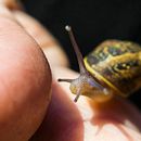Caracol . Projekt z dziedziny Fotografia użytkownika Aron Vera Herrera - 10.06.2016