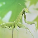 mantis religiosa con Zbrush. Un proyecto de Diseño interactivo de David Álvaro Martín - 27.06.2016