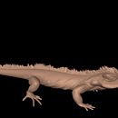 Iguana realizada en Autodesk Mudbox Ein Projekt aus dem Bereich 3D von Susana Costoya - 21.07.2016