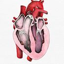 "Heart anatomy", un proyecto para Il·lustraciència. Projekt z dziedziny Edukacja, Trad, c i jna ilustracja użytkownika Laura Macías Álvarez - 28.02.2015
