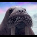 Bud Ligth Ritas - 3D Animation (sea lions & walruses). 3D, and Animation project by David Escribano Albéniz - 09.13.2016