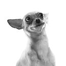 Nuevo proyecto test . Desain Aksesori proyek oleh ykollama - 10.19.2016